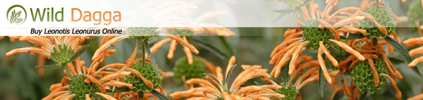 header-photo