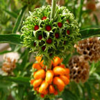 image sample